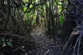 Swampy path through the dense jungle