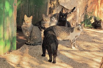 Family of domestic cats in front of barn door