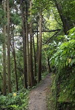 Hiking trail through jungle-like forest to the Salto do Prego waterfall