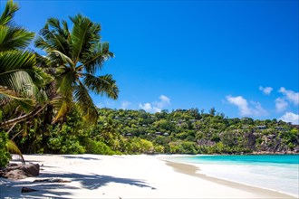 Palm trees on Petite Anse beach with granite rocks