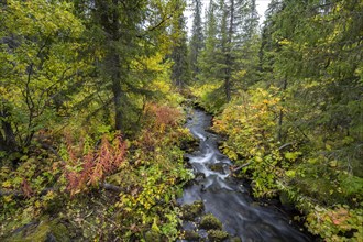 Small stream flows through autumnal forest