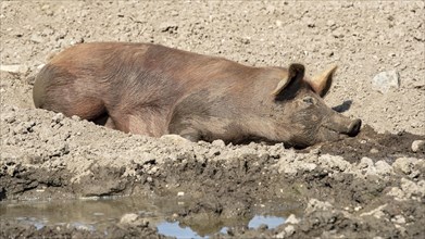 Duroc pig rolling in the mud