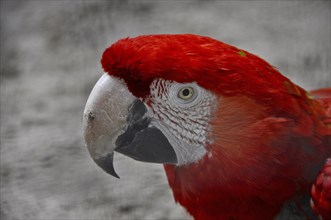 Head of red macaw parrot