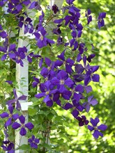 Clematis hybrid purple flowering