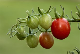 Cherry variety hoffmanns rentita
