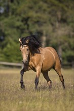 Pura Raza Espanola stallion dun at an exuberant gallop in the summer pasture