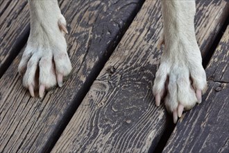 White dog paws on wooden floor