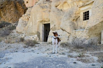 Dog on a leash in front of a cave dwelling