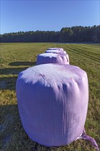 Hay bales wrapped in pink foil in the meadow