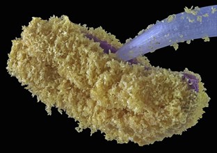 Pollen of an Amaryllis