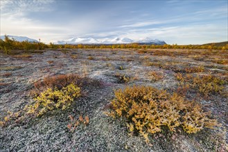 Autumn tundra in front of snowy mountains