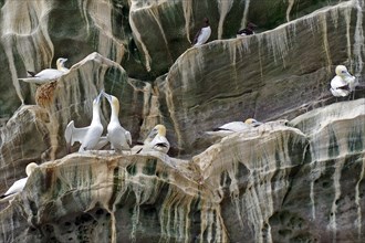 Gannets on a rocky cliff