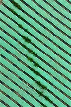 Board-like flooring made of green plastic with grass growing through