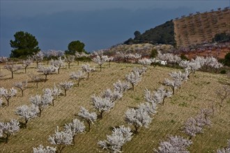 White flowering almond orchard on hill