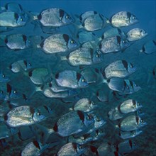 Shoal of common two-banded seabream