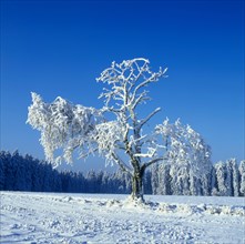 Cherry tree covered with hoarfrost on a snow-covered fruit meadow in the Black Forest