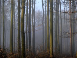 Deciduous forest in the mist