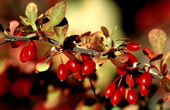 Barberry fruits