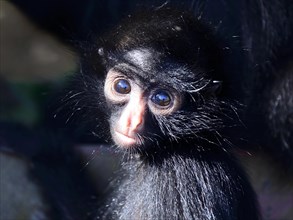 Peruvian spider monkey