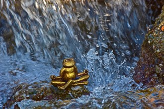 Meditating golden frog from above