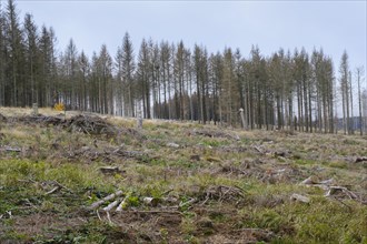 Deforested area and bare spruces