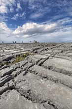 Visitors on bizarrely shaped limestone slabs on the coast