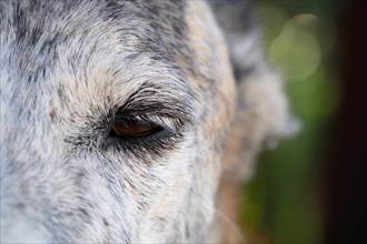 Close-up of white eyelashes of a greyhound