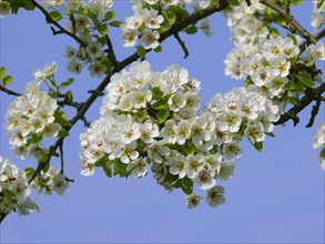 Pear tree blossom