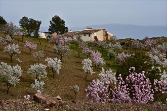 Modest finca in red and white almond orchard