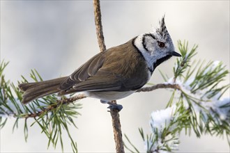 Crested tit