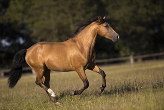 Pura Raza Espanola stallion dun galloping in the pasture