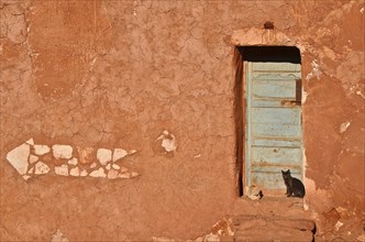 Black and beige cat in front of front door in Morocco