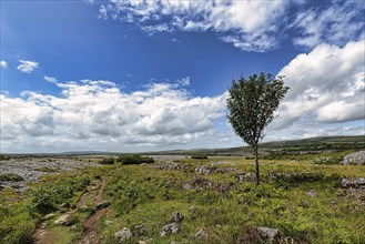 Karst landscape with single tree