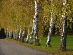 Birch avenue in autumn