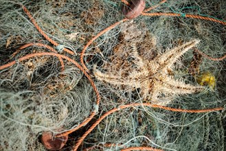 Green fishing nets with orange rope creates nice backdrop by Atlantic Ocean