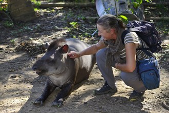 Woman stroking a lowland tapir