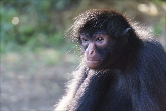 Peruvian spider monkey