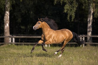 Pura Raza Espanola stallion dun with blowing mane in exuberant gallop on pasture