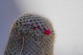 Nipples Cactus