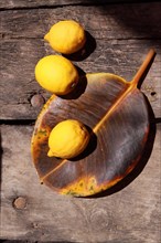 Three lemons on wilted leaf of gum tree