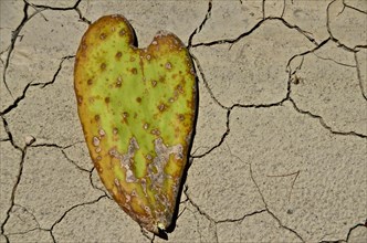 Fallen leaf of a chumbo in heart shape on clay soil