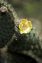 Galapagos Prickly Pear Cactus