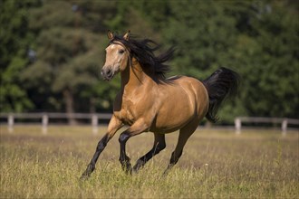 Pura Raza Espanola stallion dun at an exuberant gallop with blowing mane on the summer pasture