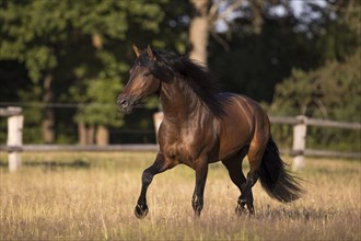 Brown Pura Raza Espanola stallion with flowing mane at a trot on the summer pasture