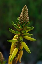Yellow flower of the true aloe vera