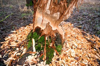 Beaver damage or gnaw marks on a tree in a small forest near a watercourse