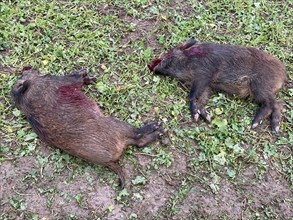 Killed young wild boars