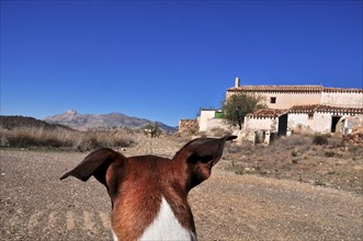 Old finca with dog's head from behind