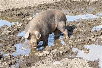 Duroc pig standing in the mud pool