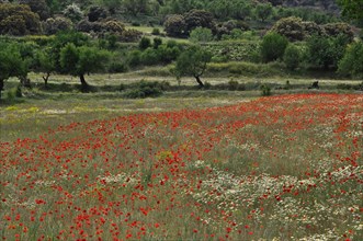 Poppy meadow with olive trees